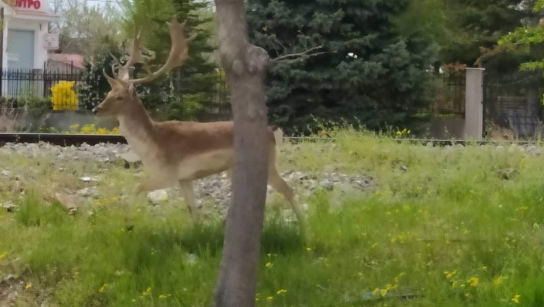 ελάφι Αμύνταιο