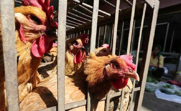 Γρίπη των πτηνών: Εντοπίστηκε στην Κίνα το πρώτο κρούσμα του στελέχους H3N8 σε άνθρωπο