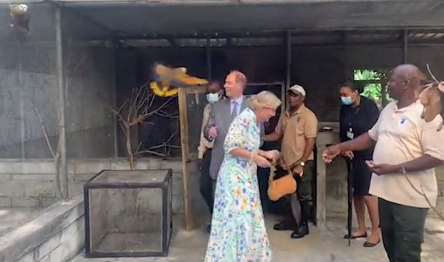 Καραϊβική: Η… επίθεση στην κόμισσα του Γουέσεξ και το εξαγριωμένο πουλί