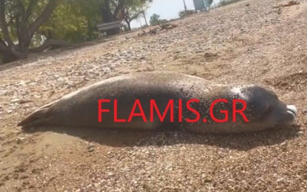 Πάτρα: Φώκια «μονάχους μονάχους» ξεβράστηκε στην ακτή