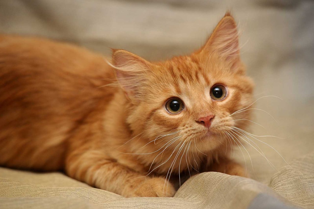 Βρέθηκε η πρώτη περίπτωση γάτας που μόλυνε άνθρωπο με κορονοϊό με ένα… φτέρνισμα