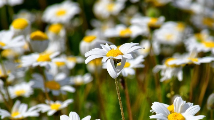 Ανοιξιάτικος ο καιρός την Παρασκευή – Ηλιοφάνεια και αραιές νεφώσεις