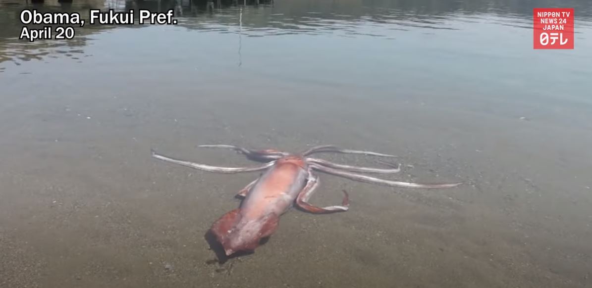 Ιαπωνία: Γιγάντιο καλαμάρι βγήκε στα… ρηχά