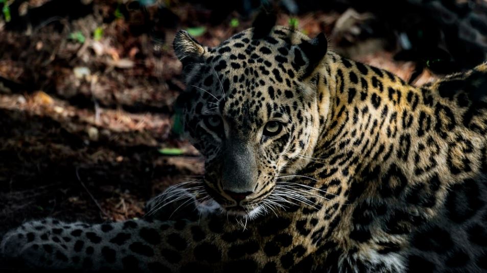 Πανικός σε πόλη του Ιράν: Λεοπάρδαλη επιτέθηκε σε αστυνομικό