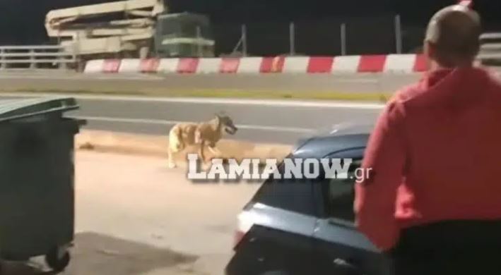 Λύκος- Φθιώτιδα- Άγιος Κωνσταντίνος