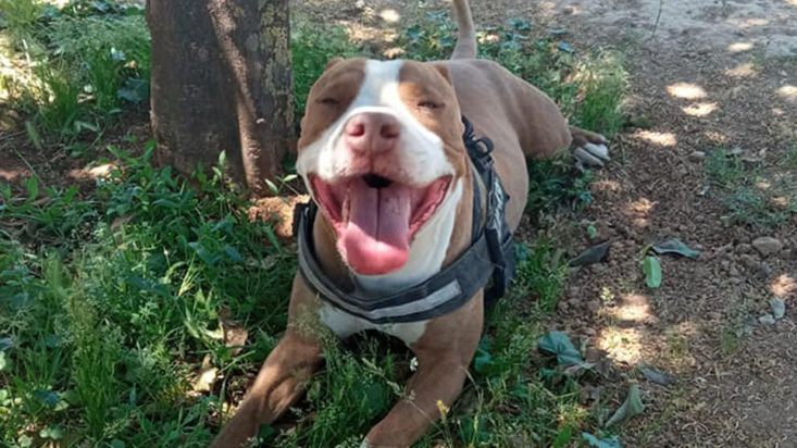 πίτμπουλ- σκύλος