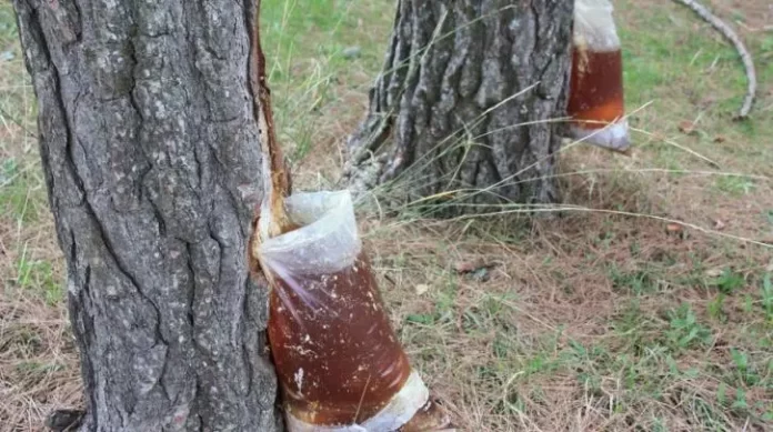 Ρητινεργάτες: Οι κατηγορίες και οι προθεσμίες για το νέο ειδικό πρόγραμμα απασχόλησης του ΟΑΕΔ