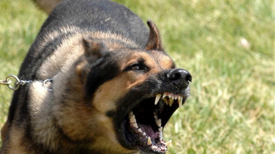 Καλαμάτα: Εφιαλτικές στιγμές για 34χρονη—Δέχτηκε επίθεση από αγέλη σκύλων