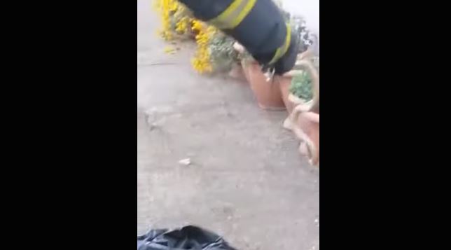 Λάρισα- φίδι