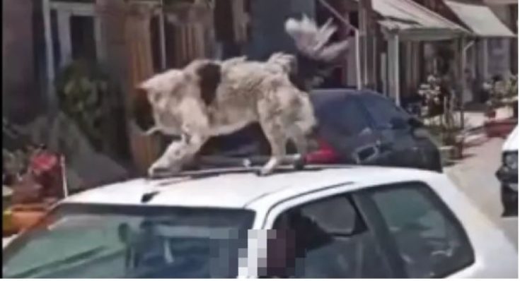 σκύλος - οροφή- Καρδίτσα