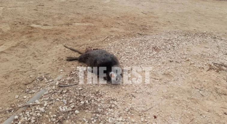 Πάτρα- τρωκτικό