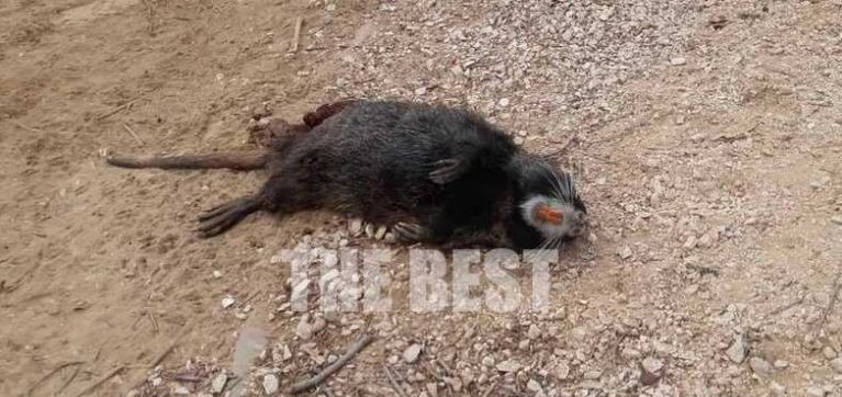 Πάτρα- τρωκτικό