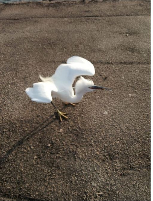 Ρόδος- ερώδιο