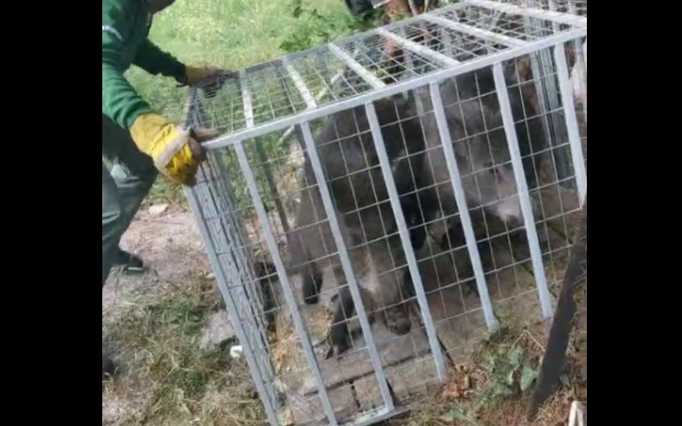 Θεσσαλονίκη: Aγριογούρουνα είχαν βγει “τσάρκα” στην Καλαμαριά – BINTEO