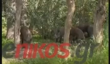 Αγριογούρουνα κάνουν βόλτα στη Νέα Ερυθραία – ΒΙΝΤΕΟ αναγνώστη