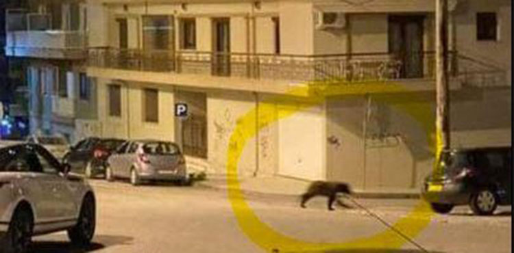 Φλώρινα: Αρκούδα έκανε βόλτες στο κέντρο της πόλης τα μεσάνυχτα