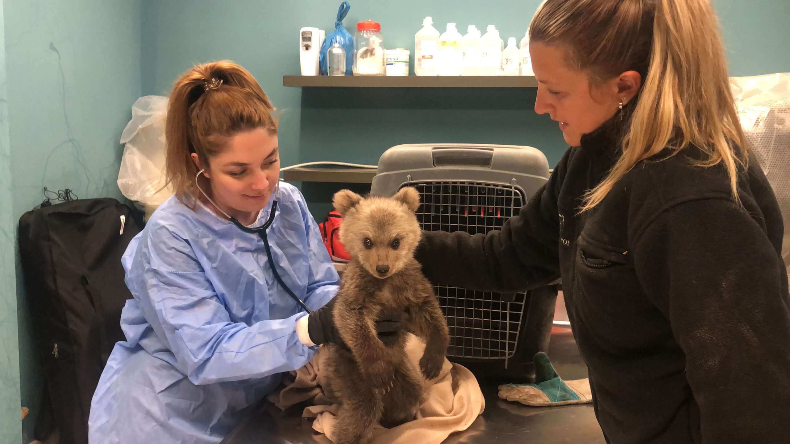 Θωμάς ο Survivor – Το αρκουδάκι που έχασε τη μαμά του και περιπλανιόταν μόνο του στη Φλώρινα