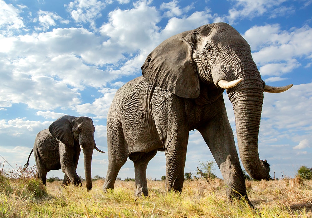 Οι ελέφαντες πενθούν – Η μελέτη που βασίστηκε σε ΒΙΝΤΕΟ από το YouTube