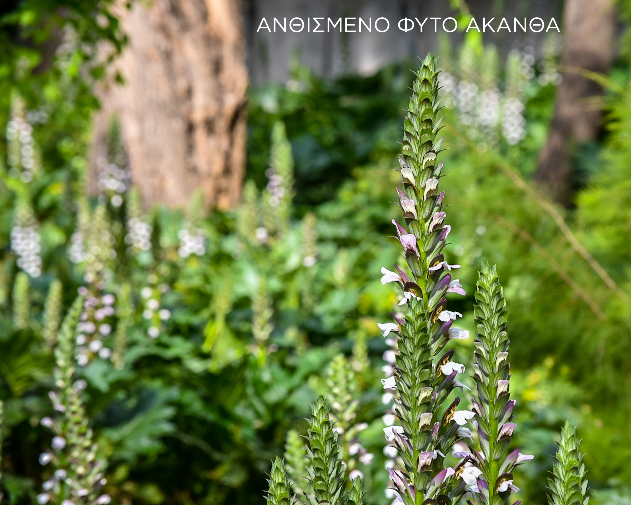 Ανανεώνεται ο Εθνικός Κήπος: 11.155 νέα δέντρα και φυτά ενισχύουν τον πνεύμονα πρασίνου στην “καρδιά” της πόλης
