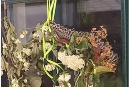 φίδι- Τρίκαλα