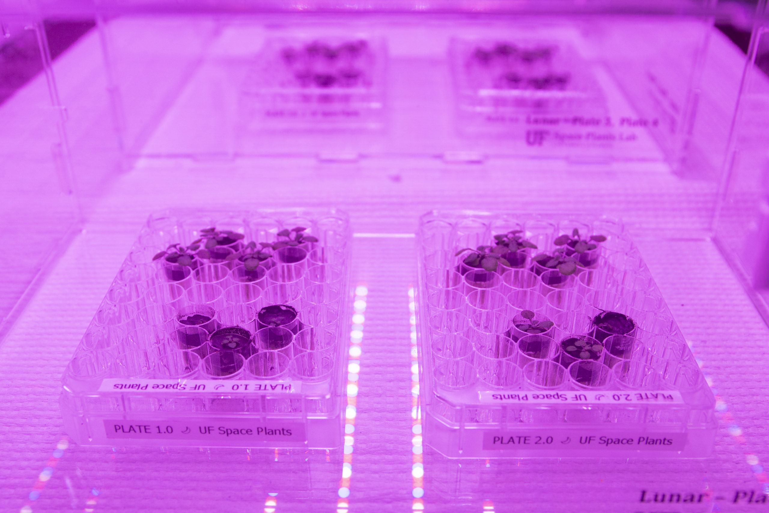 Μεγάλωσαν στη Γη τα πρώτα φυτά σε χώμα από τη Σελήνη – Το επιστημονικό επίτευγμα, οι αστροναύτες και ο στόχος της μελέτης