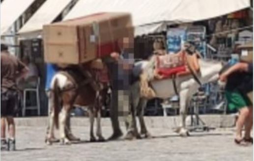 Ύδρα- γάϊδαρος