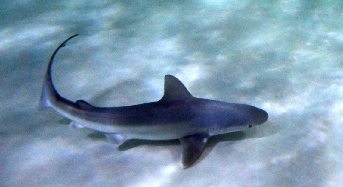 Γαλάζιος καρχαρίας εμφανίστηκε στον Μύτικα