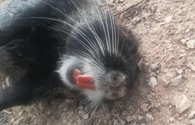 Πάτρα- κάστορας