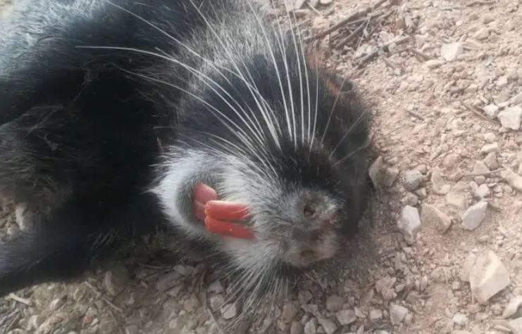 Πάτρα- κάστορας