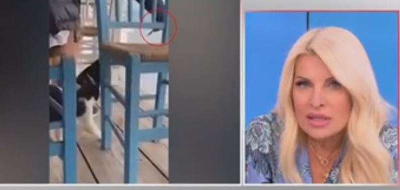Σοκαρισμένη η Ελένη Μενεγάκη – Τι είπε για το βίντεο με την γάτα στην Αιδηψό