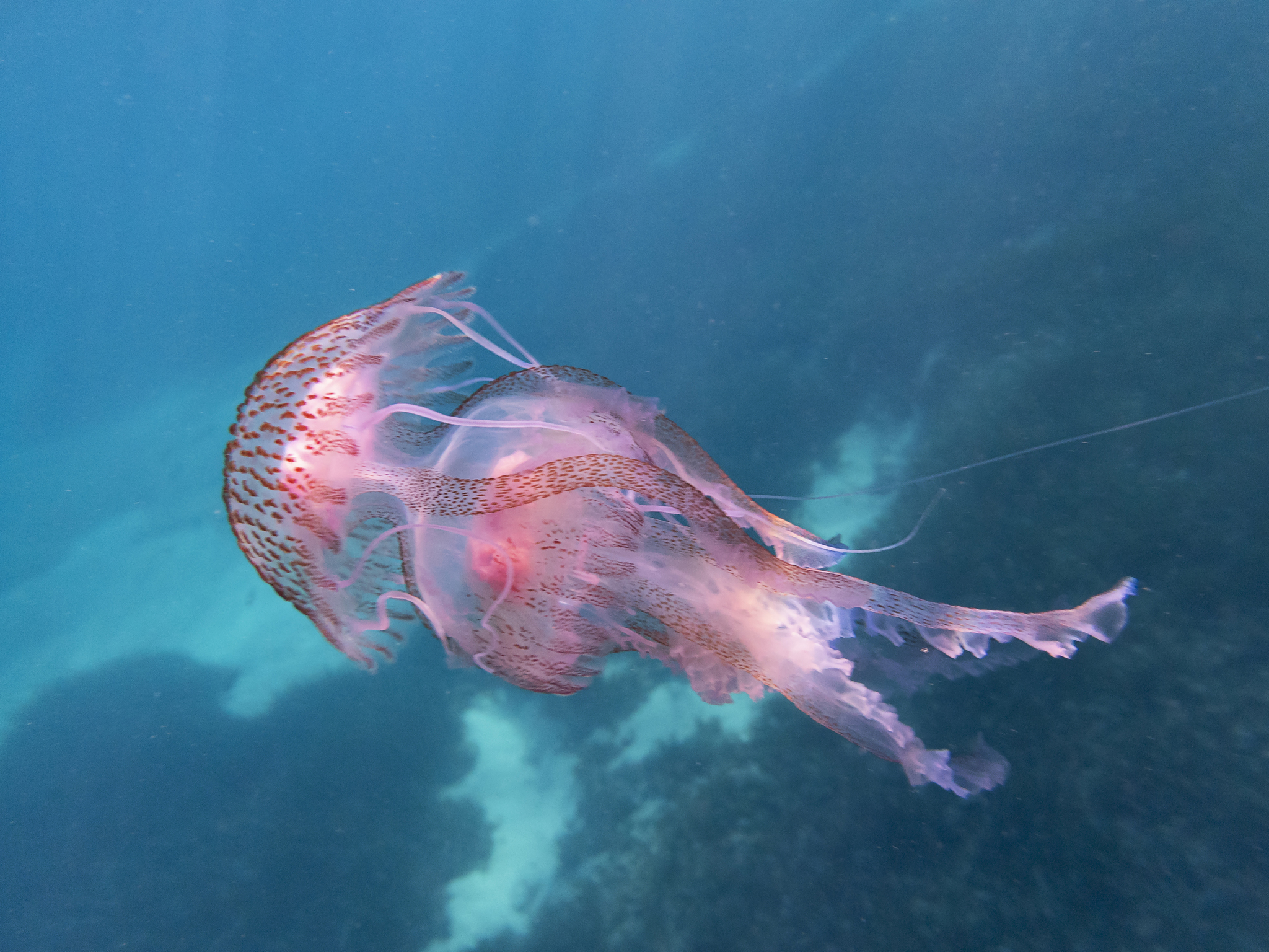 μωβ μέδουσα