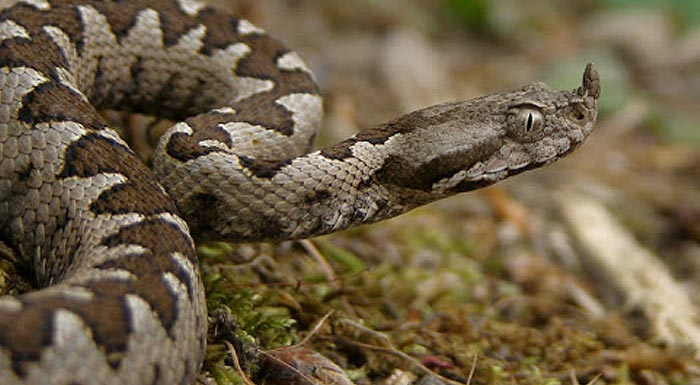 οχιά - Αγρίνιο - φίδι