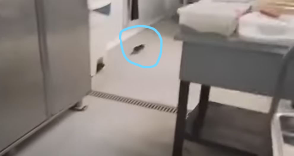 Θεσσαλονίκη: Ποντίκι κάνει… βόλτες στην κουζίνα της Λέσχης του ΑΠΘ – Ανατριχιαστικό ΒΙΝΤΕΟ