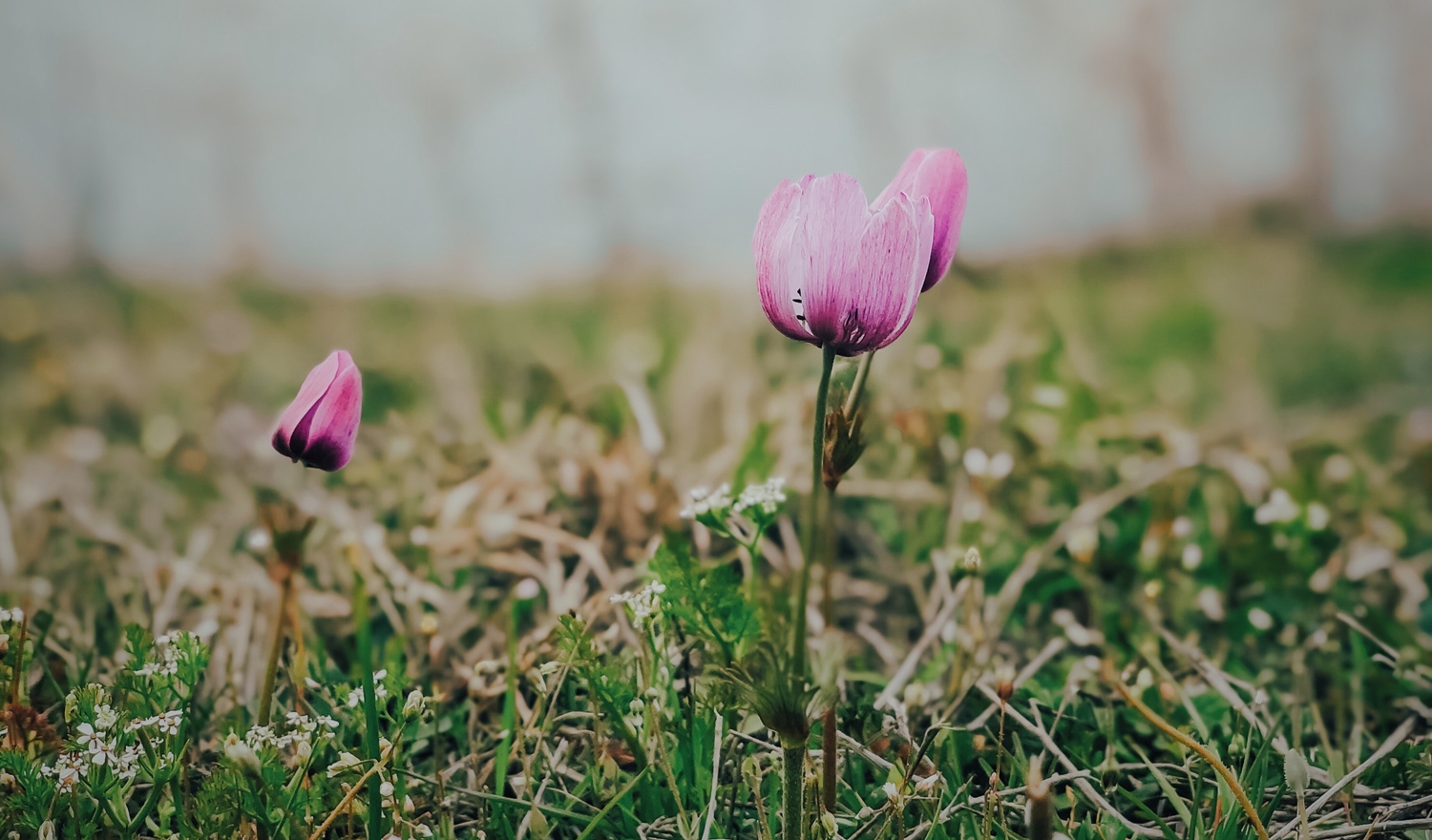 Ο καιρός την Πρωτομαγιά: Πού θα βρέχει – Μικρή πτώση της θερμοκρασίας