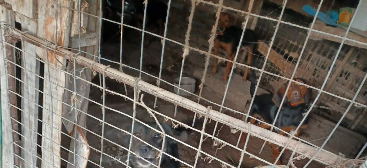 Ηράκλειο: Πρόστιμο 66.000 ευρώ στον ιδιοκτήτη των 35 σκυλιών – Ζούσαν σε  άθλιες συνθήκες