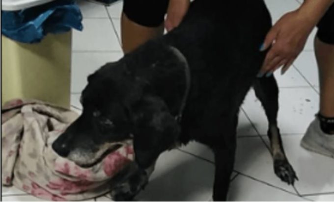 Κρήτη- σκύλος- κακοποίηση