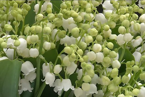 Πρωτομαγιά: “Το δάκρυ της Παναγιάς” είναι ένα από το πιο αγαπημένα λουλούδια του Μάη – Τι συμβολίζει