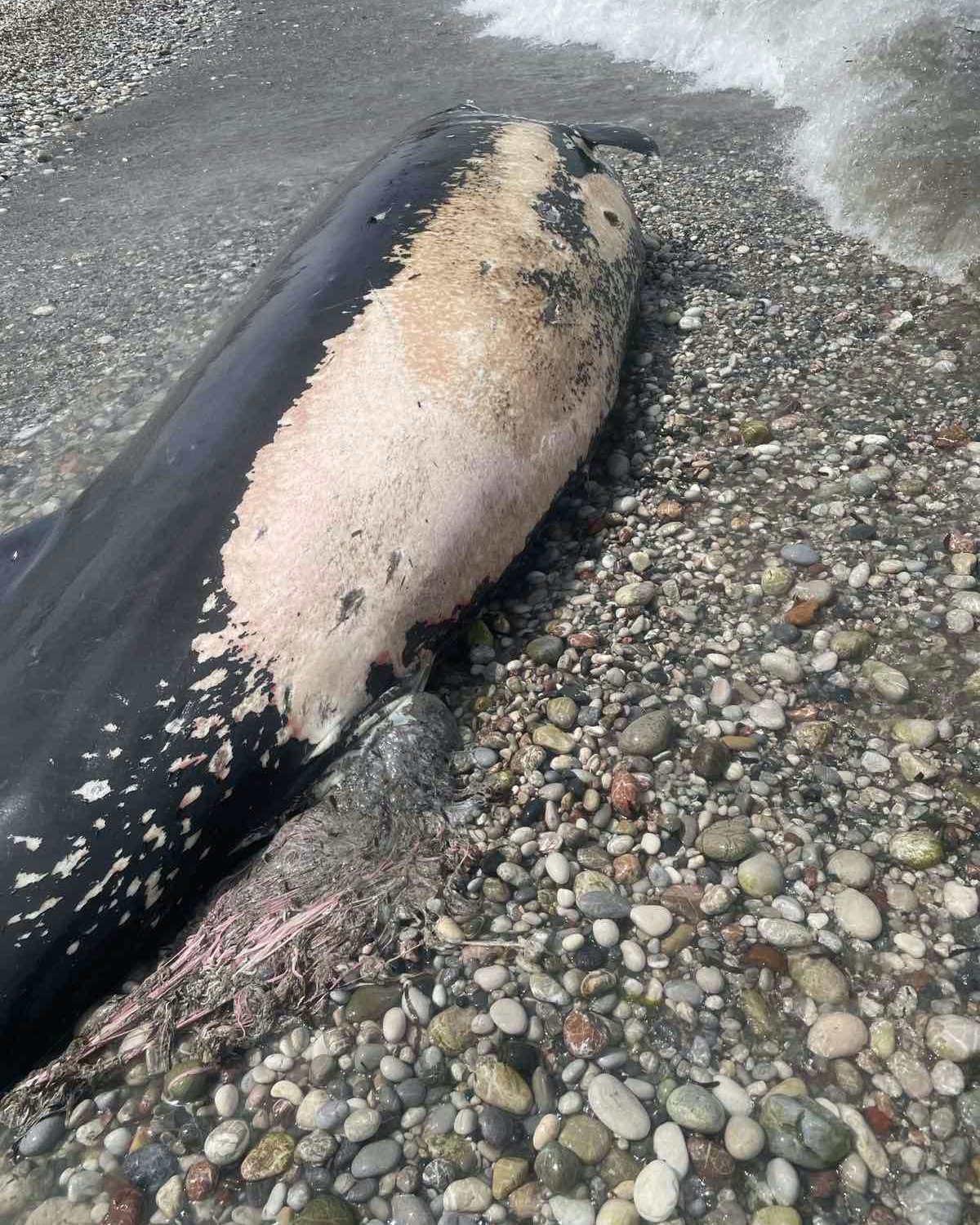 Ζιφιός Ρόδος