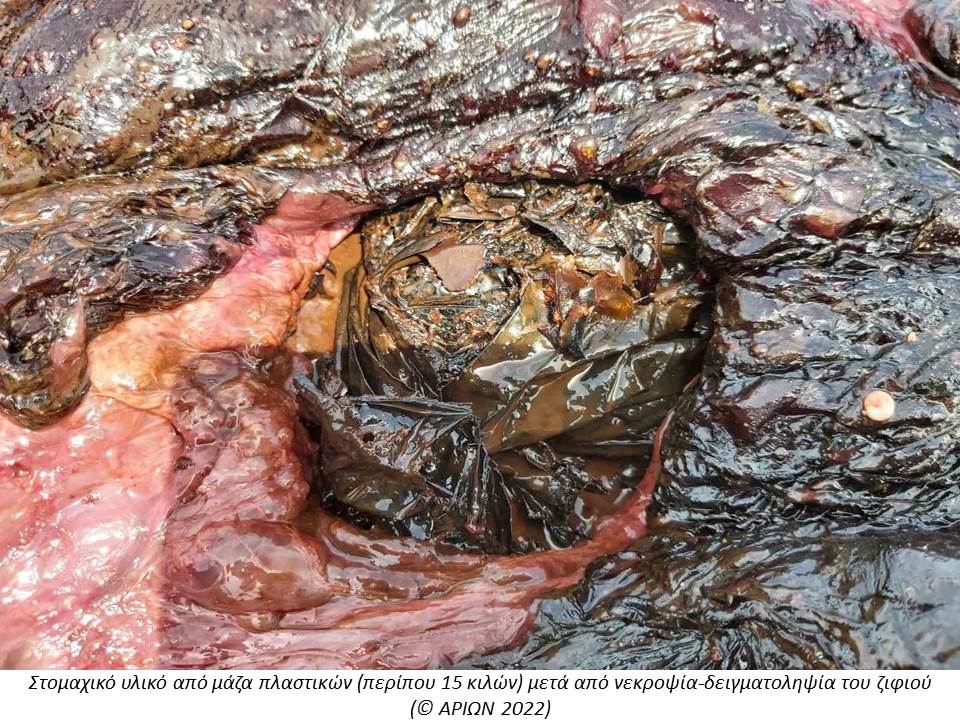 Ζιφιός Ρόδος