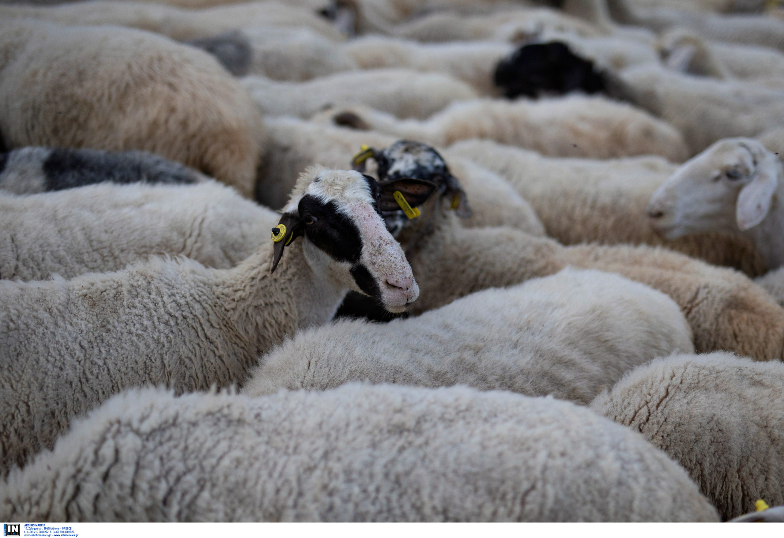 Τύρναβος: Νεκρά 60 πρόβατα έπειτα από επίθεση λύκου