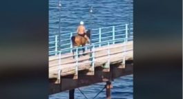 Φθιώτιδα- άλογο