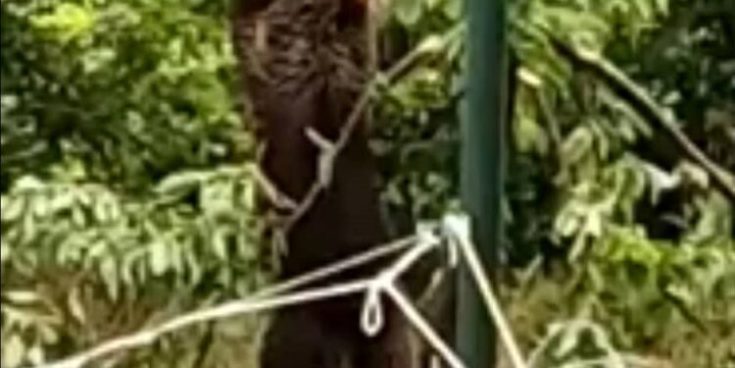 αρκούδα- Καστοριά