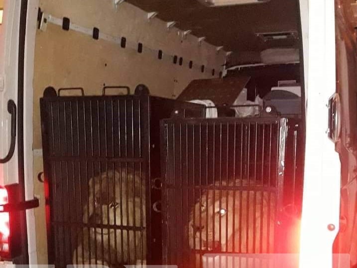 Μύκονος για τα… θηρία! Λιοντάρια και τίγρης σε κλουβιά εντοπίστηκαν στο τελωνείο