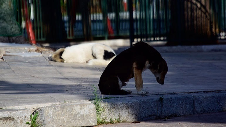 Θεσσαλονίκη: Συνελήφθη 60χρονη – Είχε στο σπίτι της 16 σκυλιά σε άθλιες συνθήκες