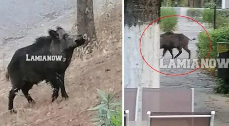 Λαμία - αγριογούρουνα