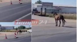 άλογο - Εθνική Οδός- Πάτρα