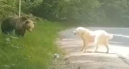 αρκούδα- σκύλος - Μέτσοβο
