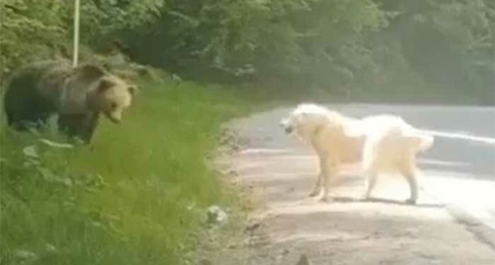 αρκούδα- σκύλος - Μέτσοβο