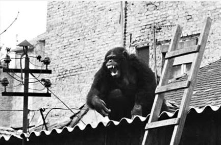 Ο Σάμι πολύ άγριος