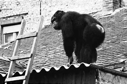 Ο Σάμι άγριος